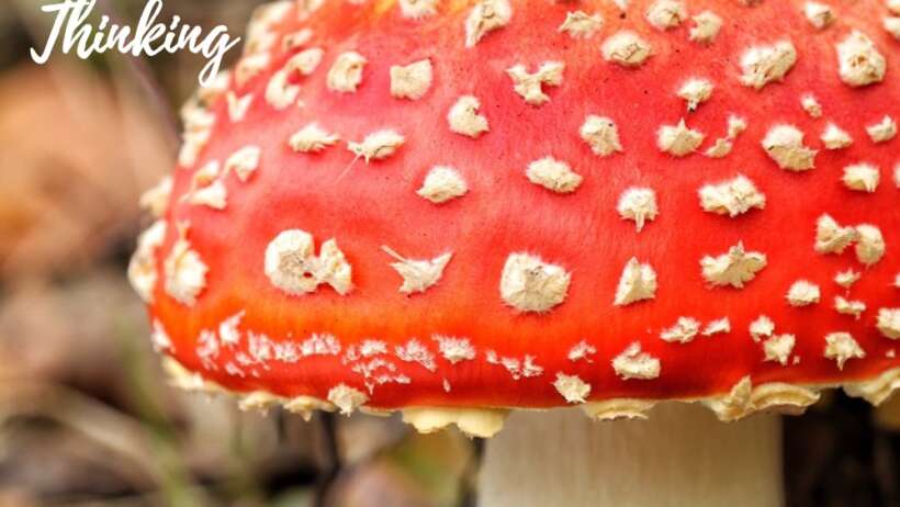 Fly agaric mushroom with text overlay