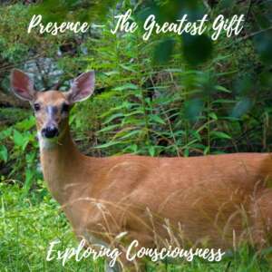 Deer in woodland, 'Presence: The Greatest Gift'