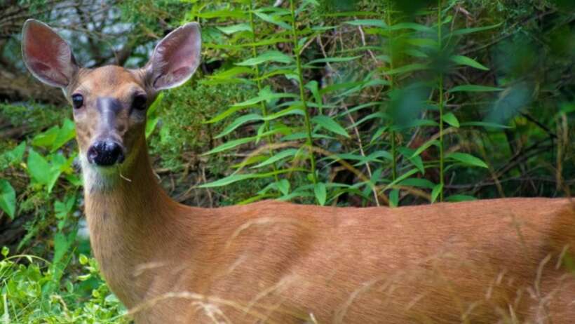 Deer in woodland, 'Presence: The Greatest Gift'