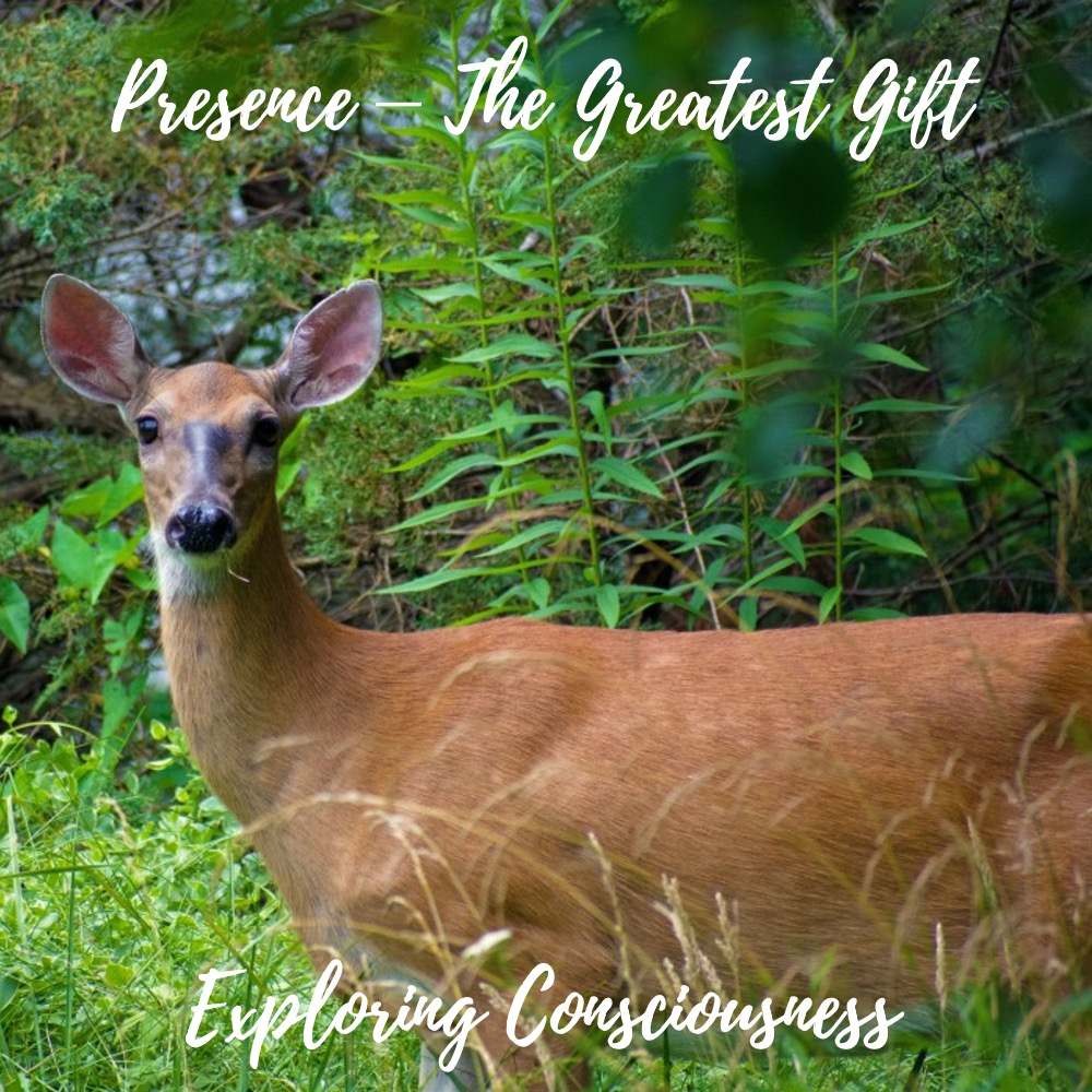 Deer in woodland, 'Presence: The Greatest Gift'